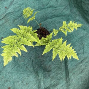 Dryopteris dilatata