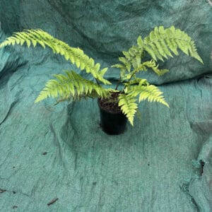 Dryopteris remota