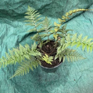 Polystichum richardii