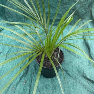 Rhopalostylis sapida