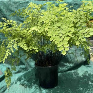 Adiantum raddianum