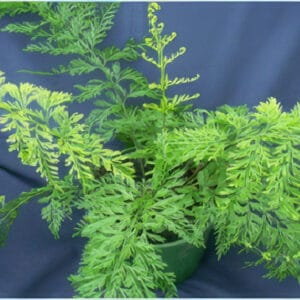 Asplenium bulbiferum