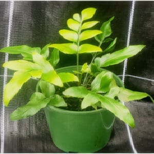 Asplenium oblongifolium