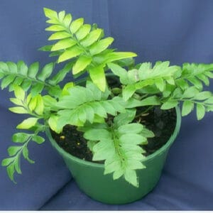 Asplenium obtusatum