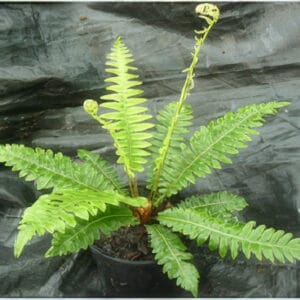 Blechnum discolor