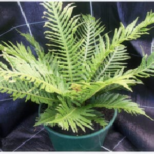 Blechnum gibbum 'Silver Lady'
