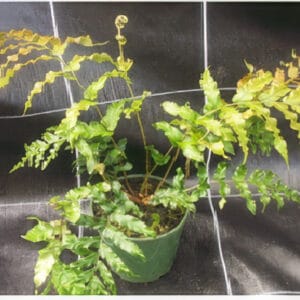 Blechnum novae-zelandiae