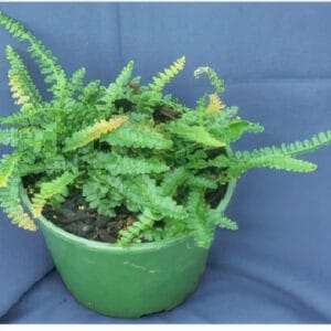 Blechnum penna-marina