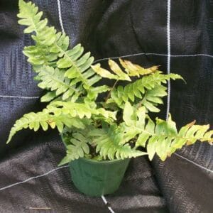 Blechnum vulcanicum