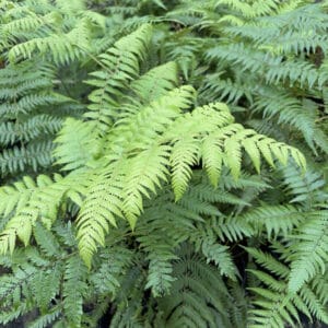 Cyathea dealbata