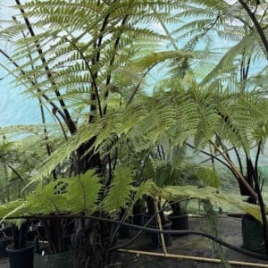 Cyathea medullaris