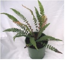 Doodia australis (Doodia media)