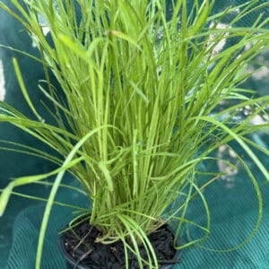 Lomandra Lime Tuff