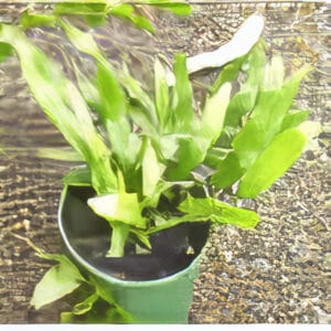 Microsorum pustulatum