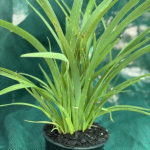 Phormium Emerald Gem