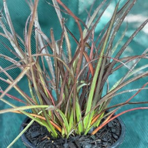 Phormium Jack Spratt