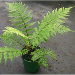 Pneumatopteris pennigera