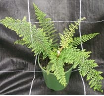Polystichum setiferum